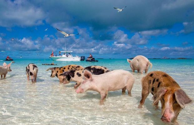 isla de los cerdos exuma