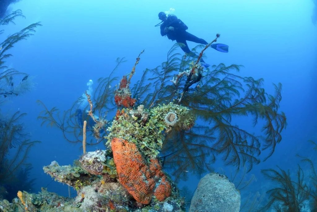 Buceo en Isla Guanaja