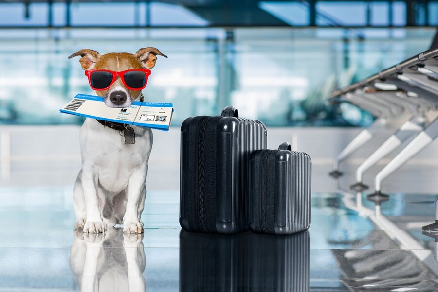 Guía para Viajar con tu Mascota en Avión. Información Aerolineas.