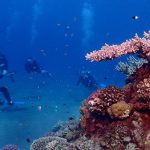diving costa rica
