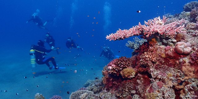 diving costa rica