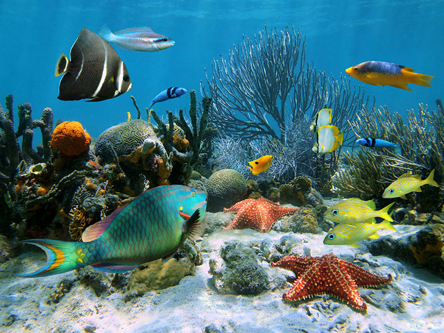 Best Places for Diving and Snorkeling in Costa Rica